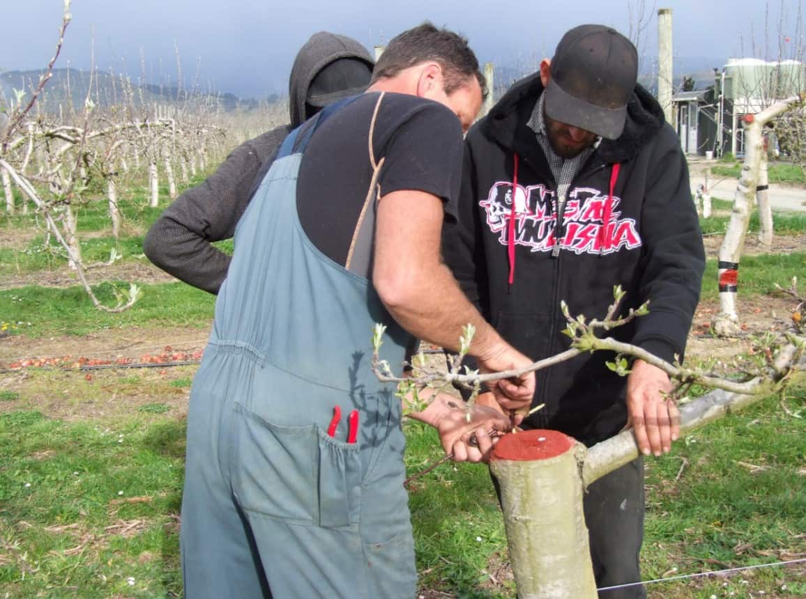 Training to meet our future in Nelson/Tasman Fruition Horticulture