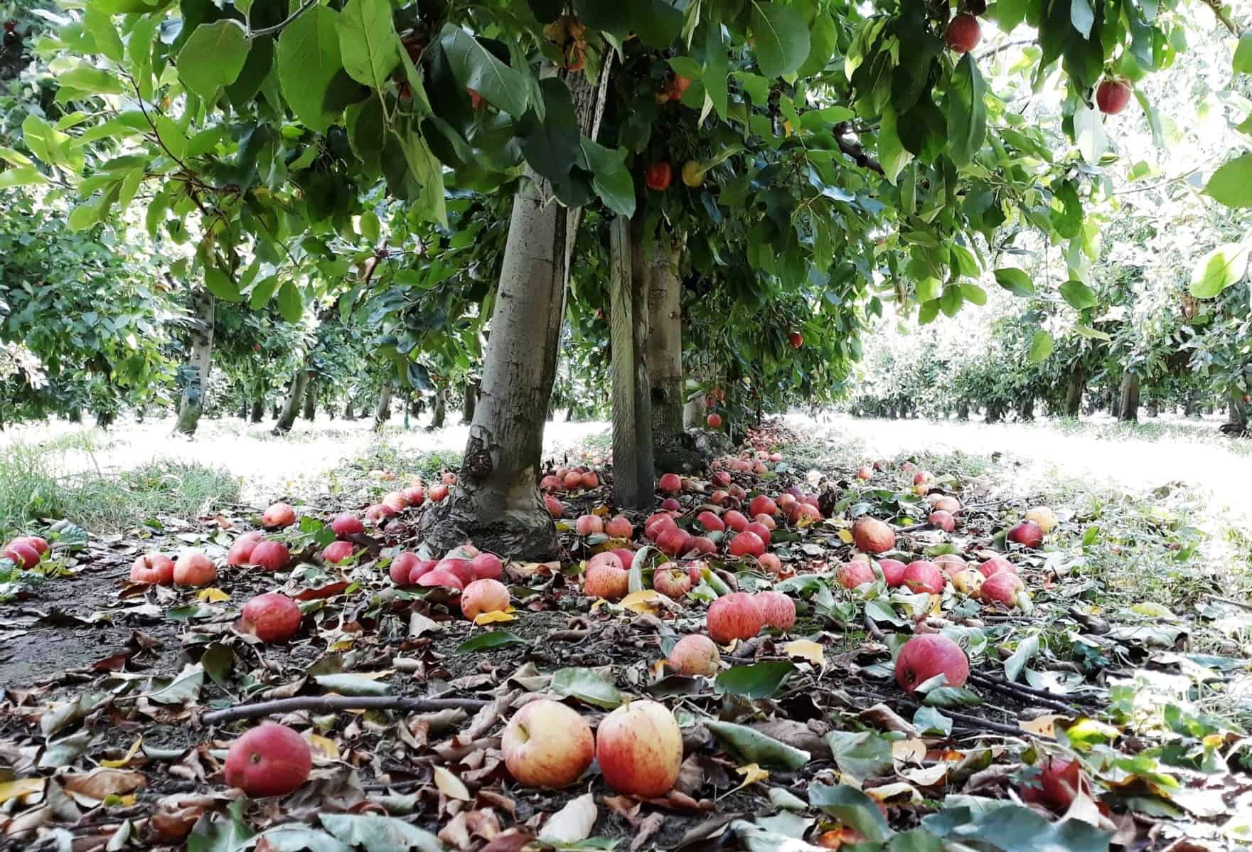 Hawke’s Bay apple harvest the season that was Fruition Horticulture